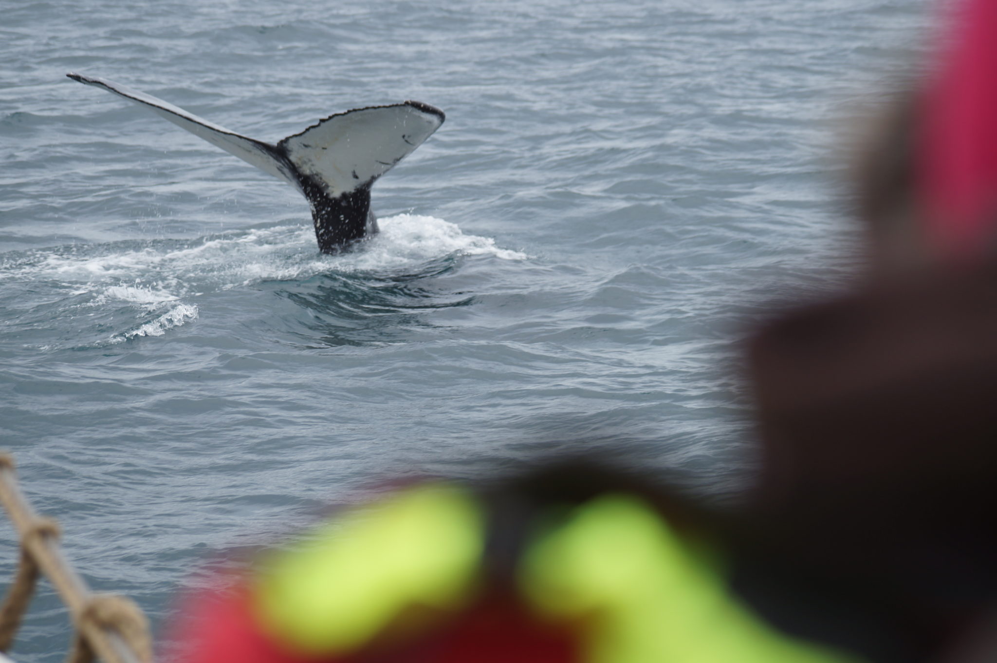 Islande jour 8 : Baleines, canyon d’Ásbyrgi et Dettifoss
