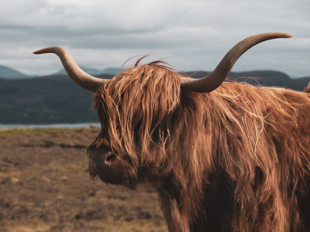 Vache écossaise