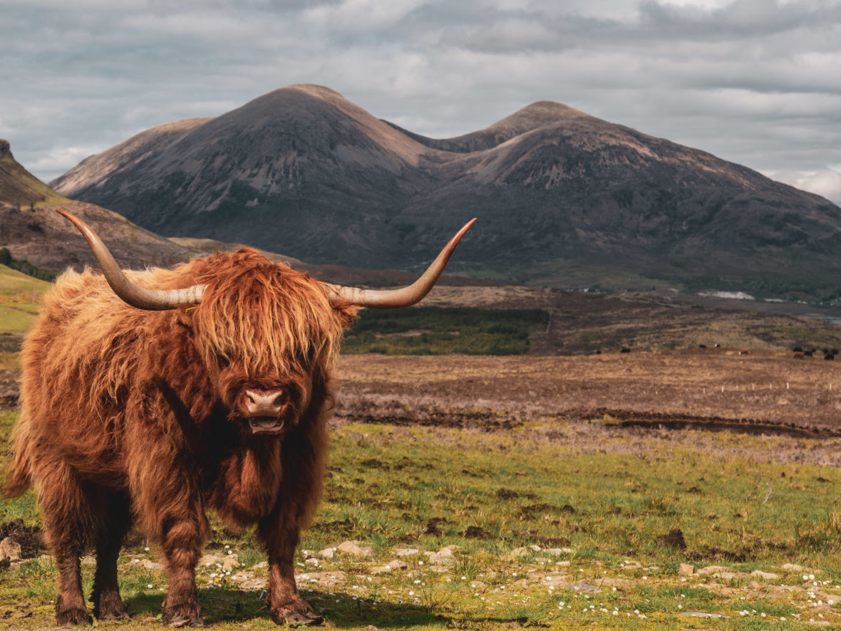 Vache écossaise
