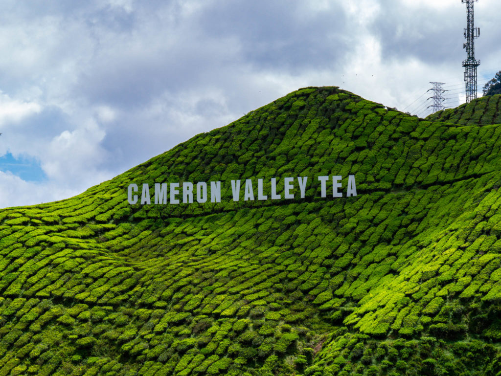 Cameron Valley tea