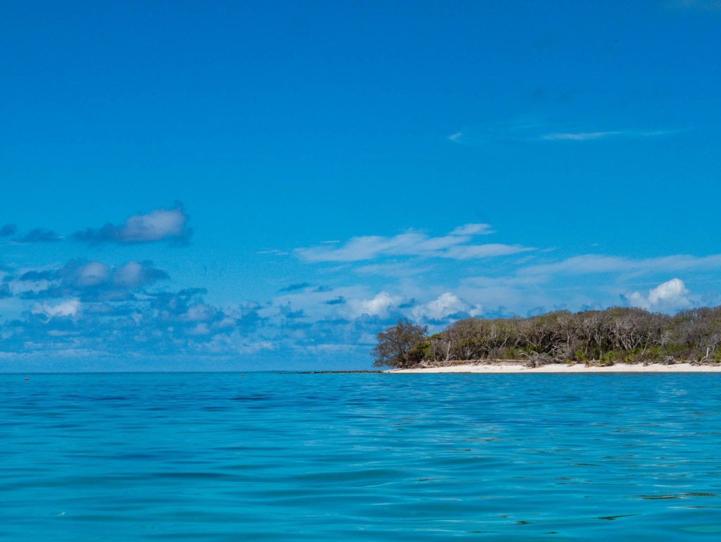 Lady musgrave island
