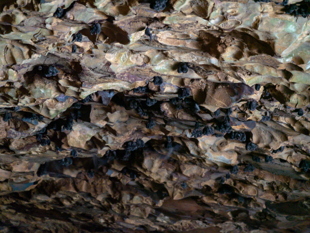 Des centaines de chauve-souris accrochées au plafond