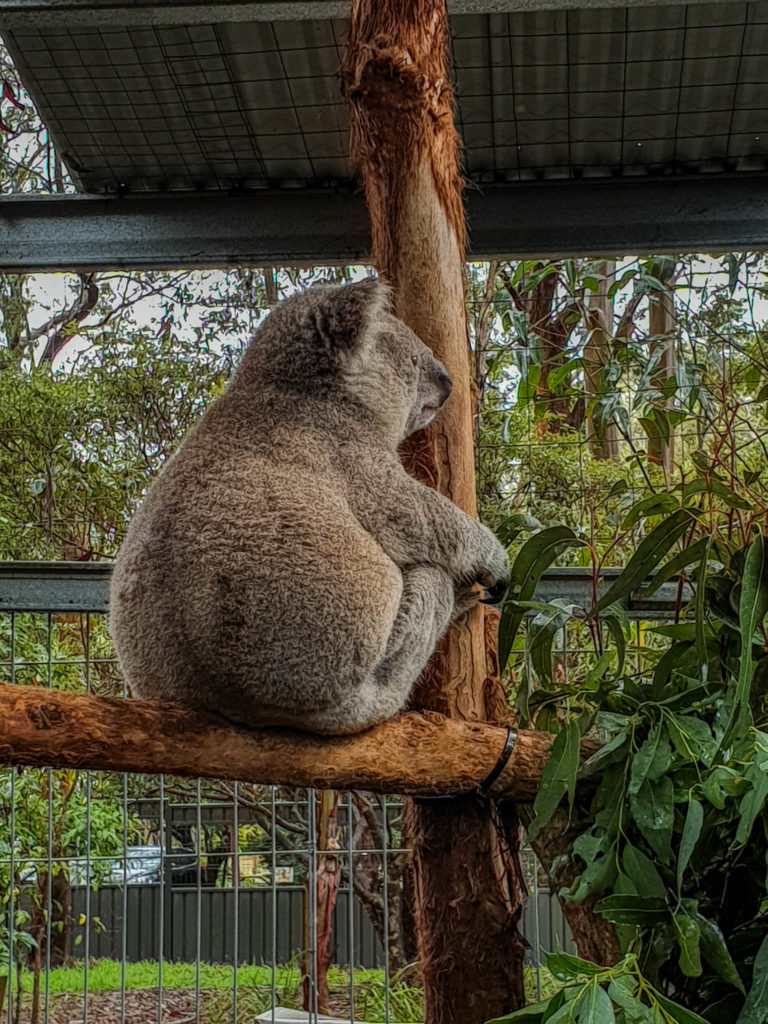 Un des koalas du centre