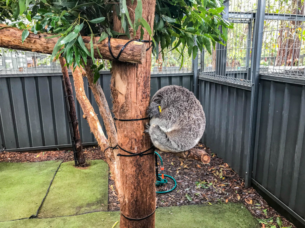 Quand ils dorment les koalas se mettent en boule