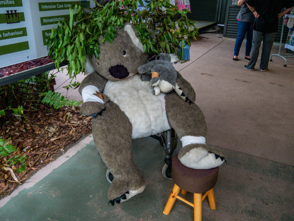 L'arrivée à l'hôpital des koalas
