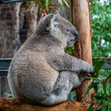 Nos premiers (et derniers) koalas !