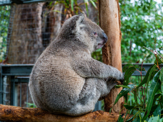 Nos premiers (et derniers) koalas !